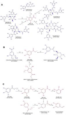 Investigation of Tannins Transformation in Sanguisorbae Radix Over Carbonizing by Stir-Frying